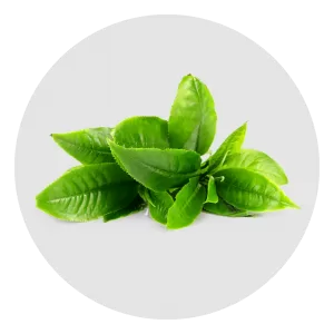 Top 5 Tea Gardens of India